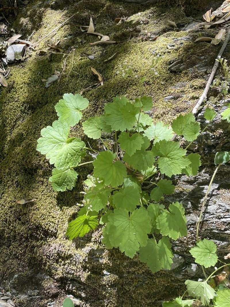 Coastal Brookfoam photo 3