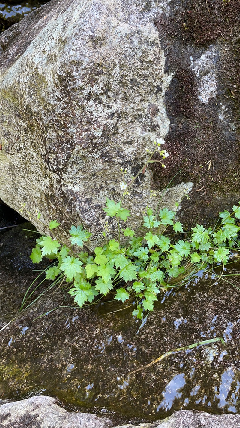 Coastal Brookfoam photo 6