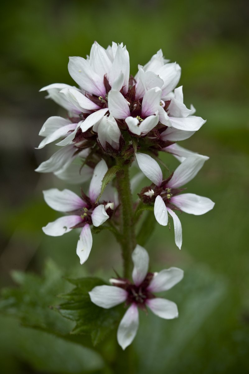 Richardson's Brookfoam