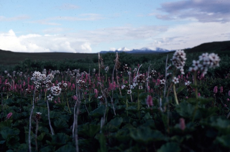 Richardson's Brookfoam photo 3