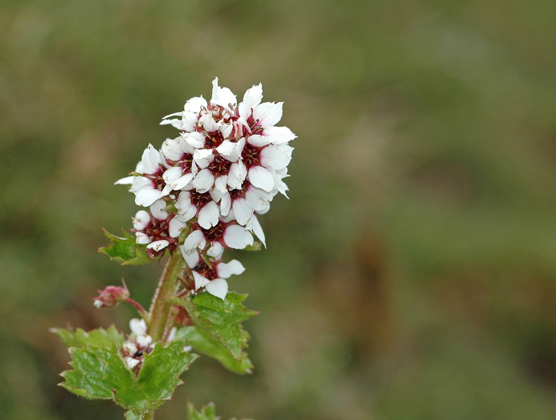 Richardson's Brookfoam photo 6