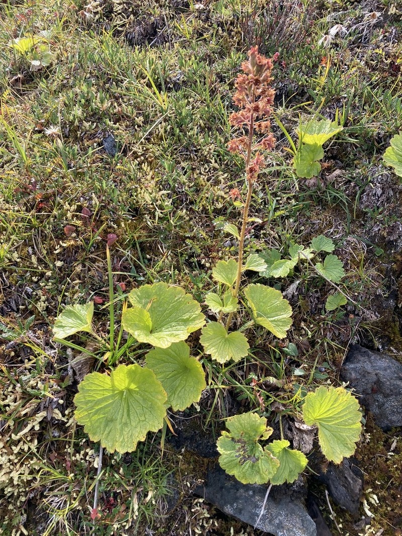 Richardson's Brookfoam photo 7