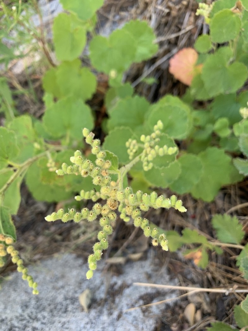 Roundleaf Brookfoam photo 2