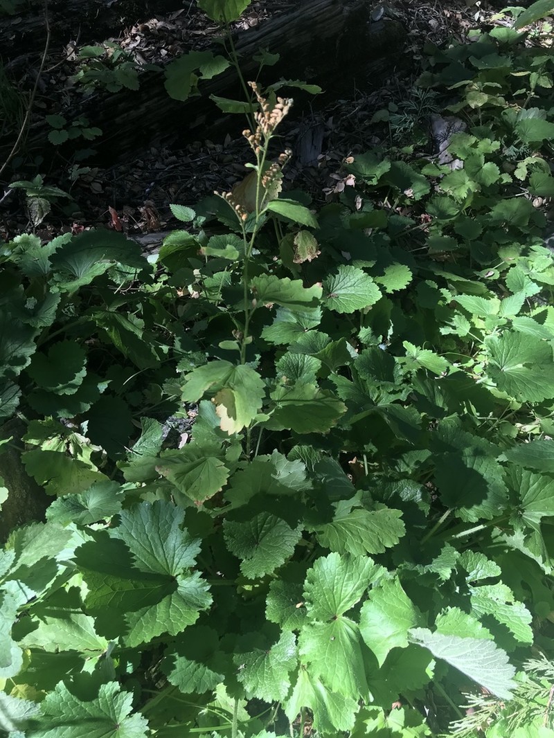 Roundleaf Brookfoam photo 3