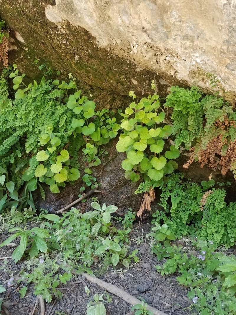 Roundleaf Brookfoam photo 4