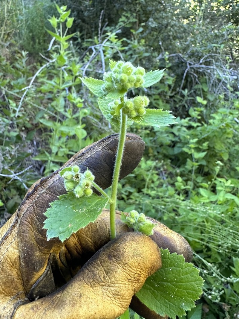 Roundleaf Brookfoam photo 5