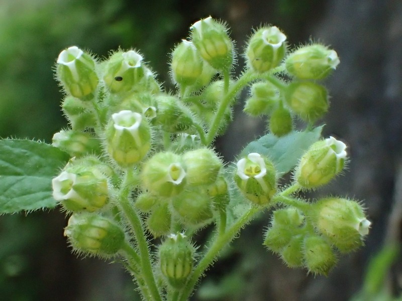 Roundleaf Brookfoam photo 6