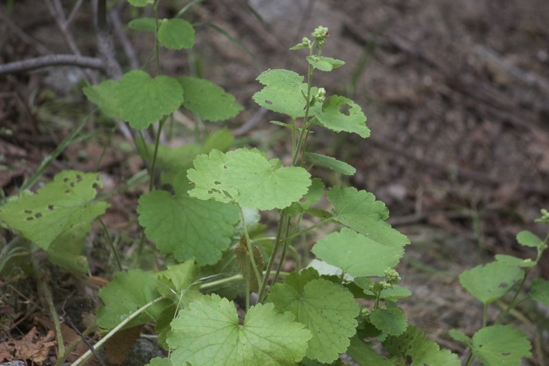 Roundleaf Brookfoam photo 7