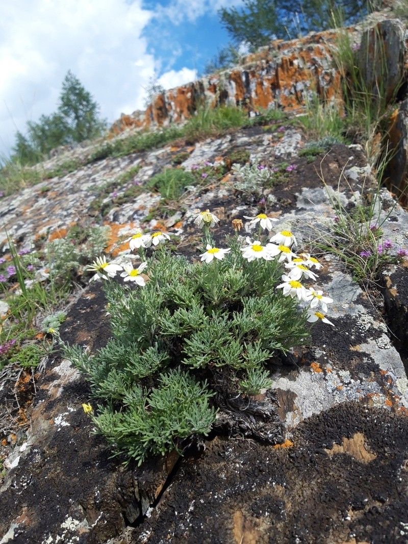 Brachanthemum baranovii photo 3