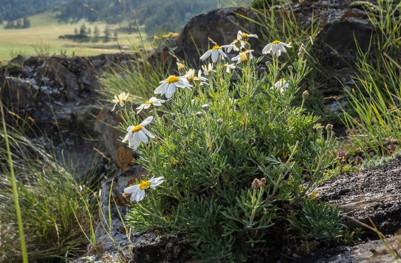 Brachanthemum baranovii photo 4