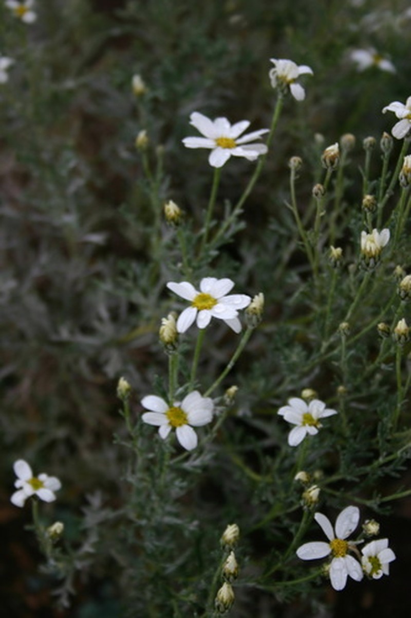 Brachanthemum baranovii photo 7