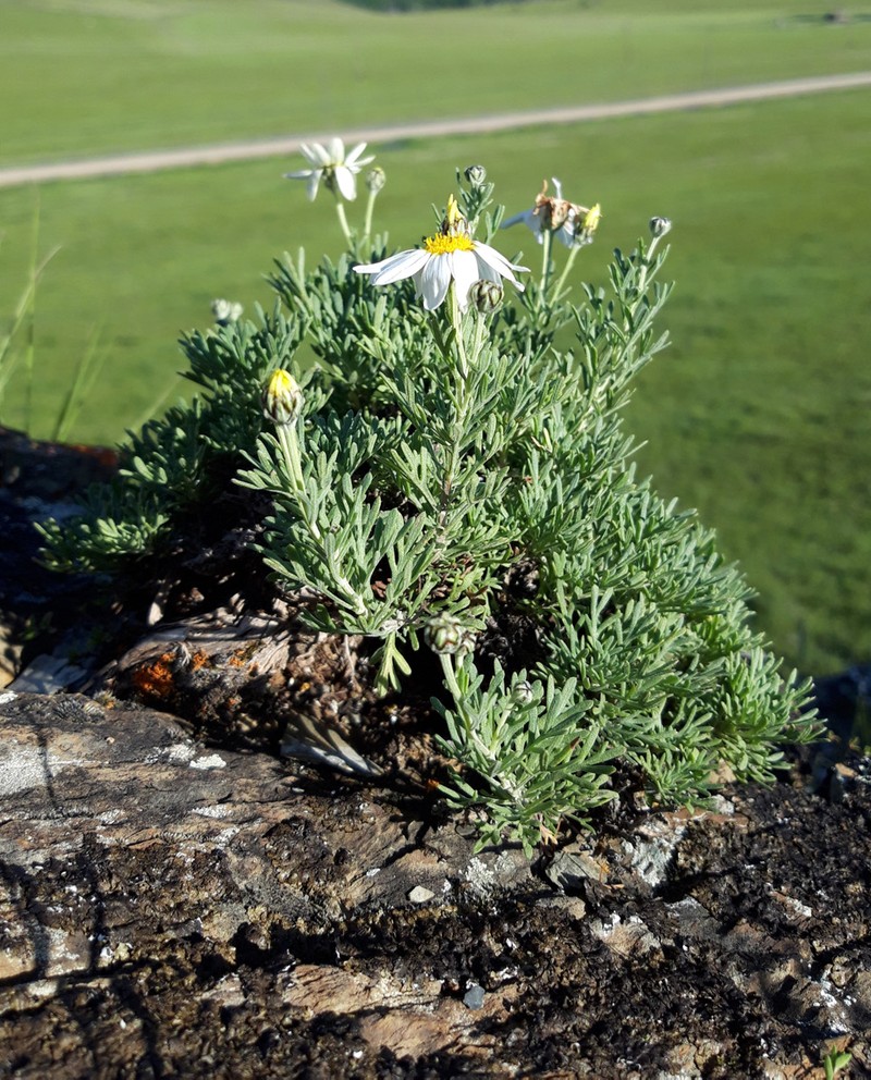 Brachanthemum baranovii
