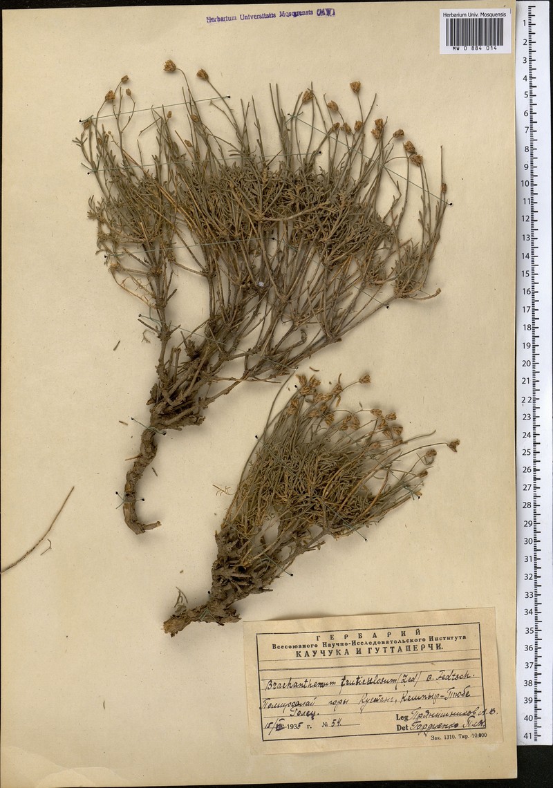 Brachanthemum fruticulosum