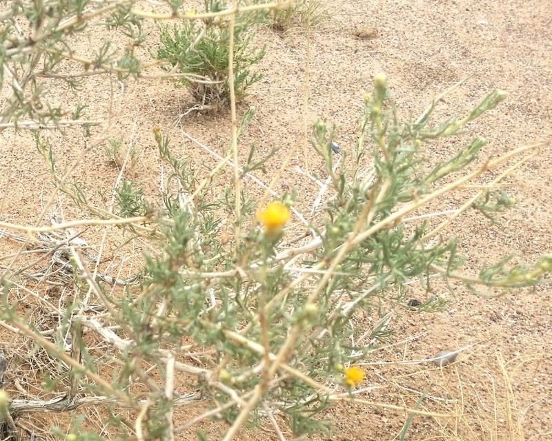 Brachanthemum gobicum