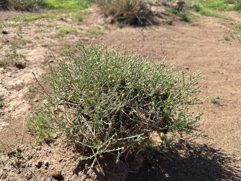 Brachanthemum gobicum photo 3