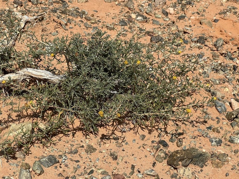 Brachanthemum gobicum photo 4