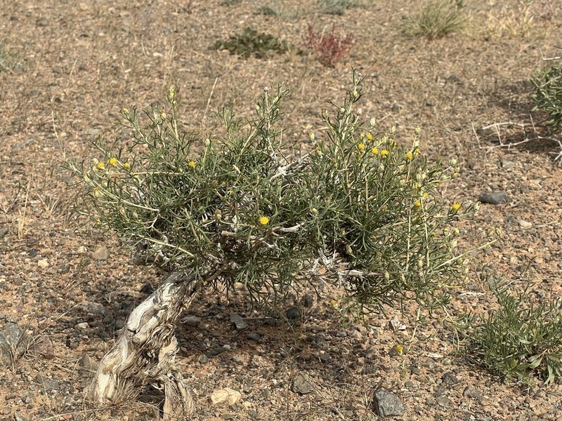 Brachanthemum gobicum photo 5