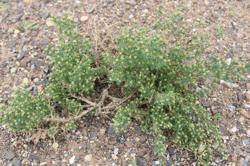 Brachanthemum gobicum photo 6