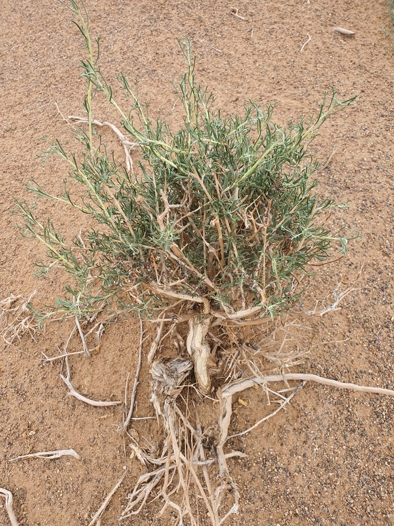 Brachanthemum gobicum photo 7