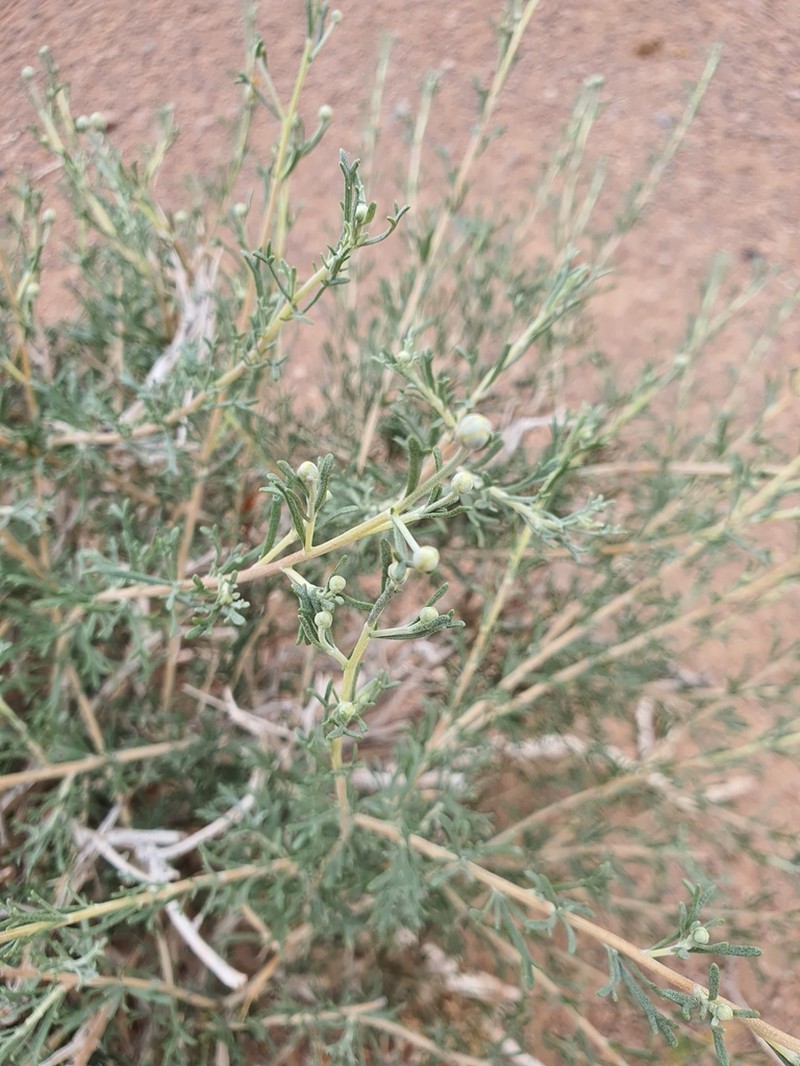 Brachanthemum gobicum photo 8