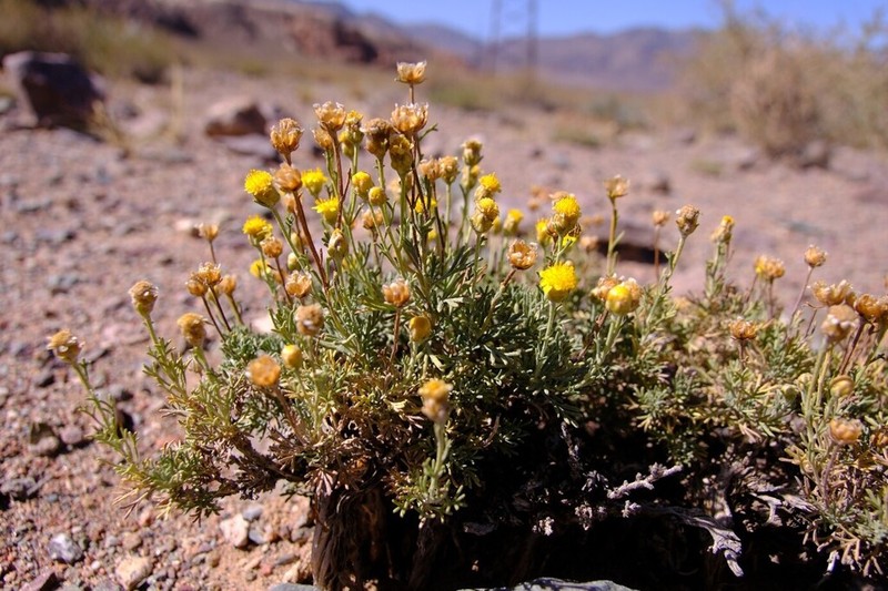 Brachanthemum kirghisorum photo 3