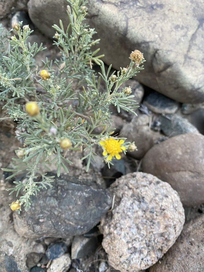 Brachanthemum kirghisorum photo 4