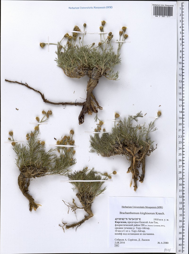Brachanthemum kirghisorum photo 5
