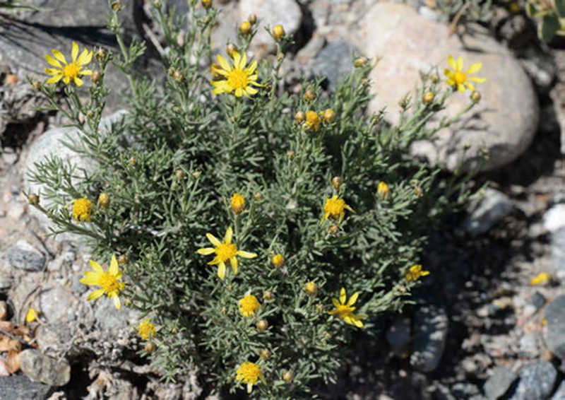 Brachanthemum kirghisorum
