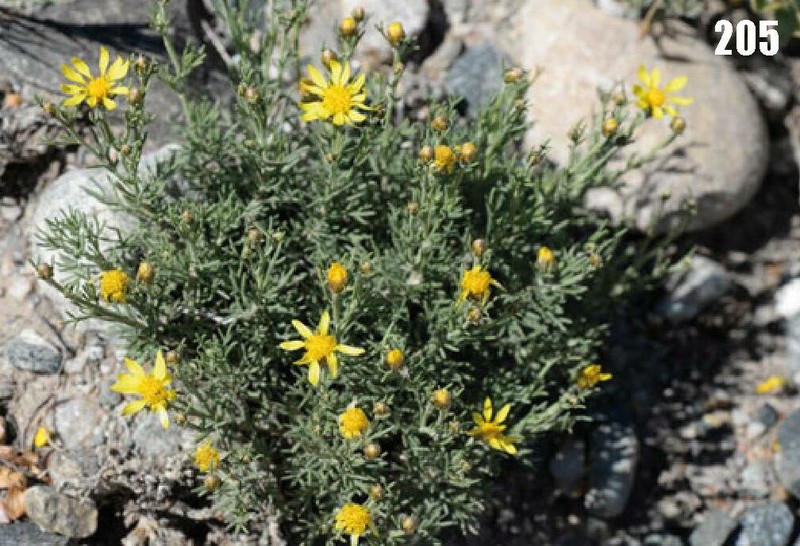 Brachanthemum kirghisorum photo 6