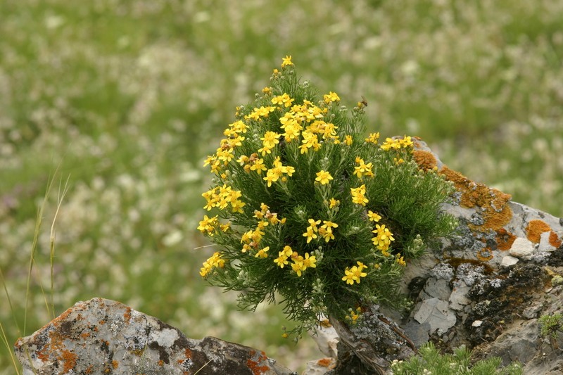 Brachanthemum krylovii