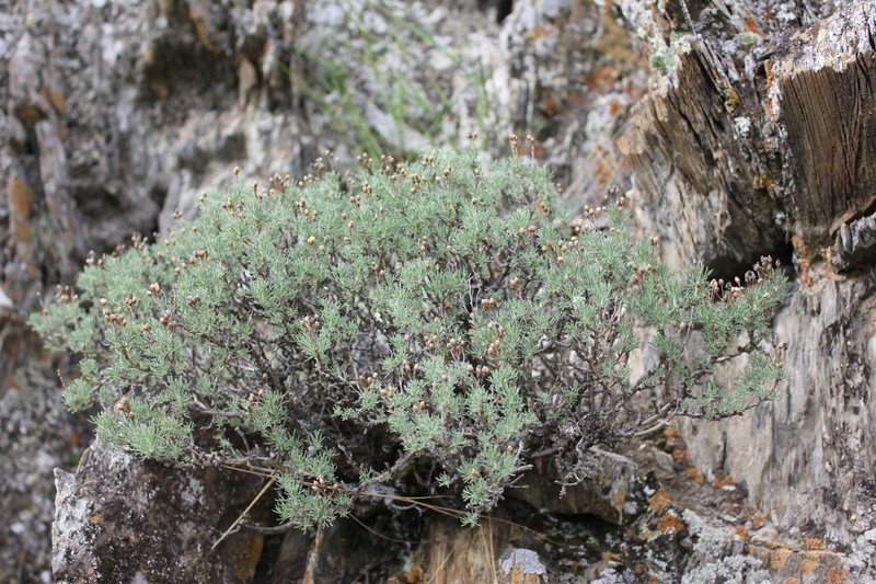 Brachanthemum krylovii photo 2