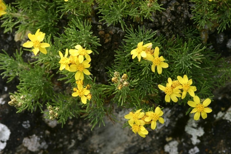 Brachanthemum krylovii photo 3