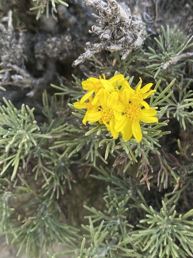 Brachanthemum krylovii photo 5