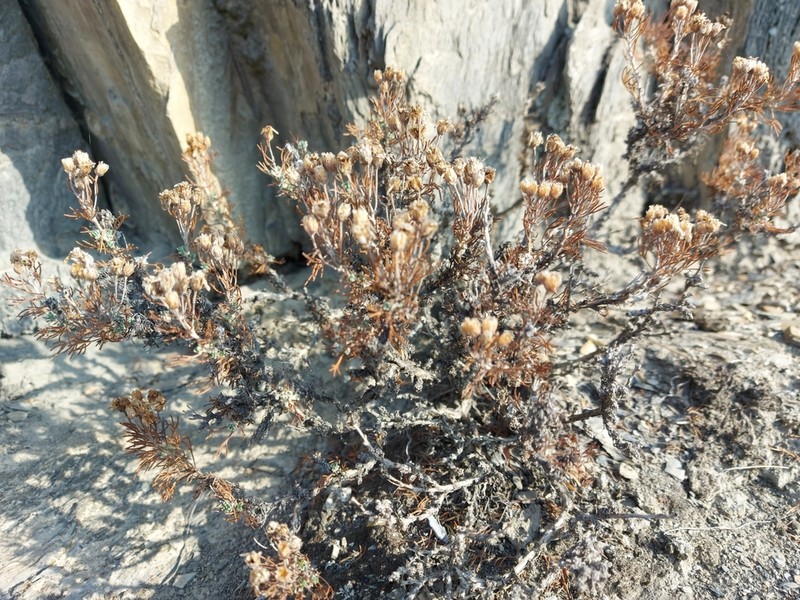 Brachanthemum krylovii photo 6