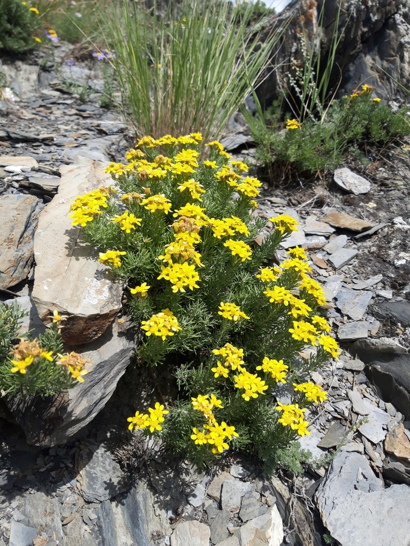 Brachanthemum krylovii photo 7