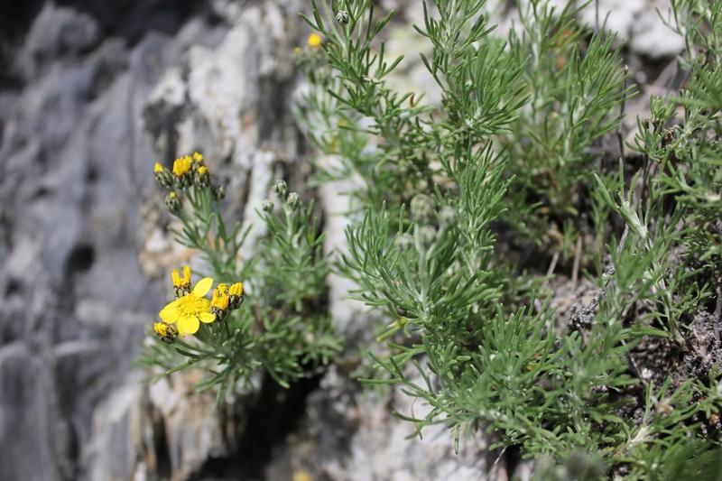 Brachanthemum krylovii photo 8