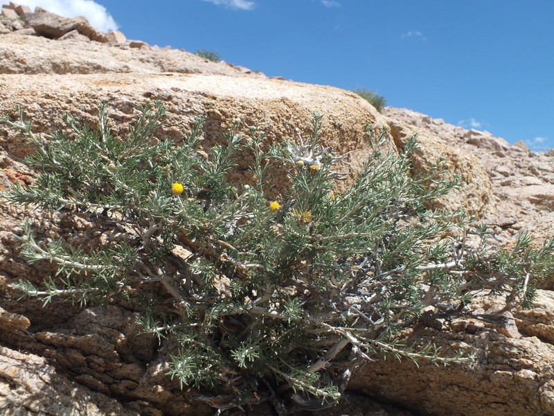 Brachanthemum mongolicum