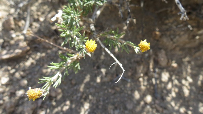 Brachanthemum mongolicum photo 2