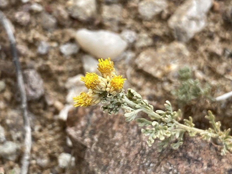 Brachanthemum mongolicum photo 3