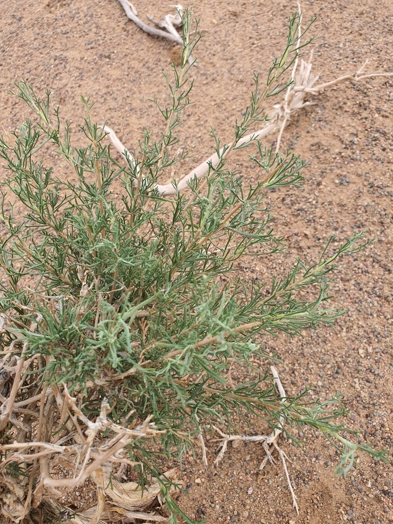 Brachanthemum mongolicum photo 4