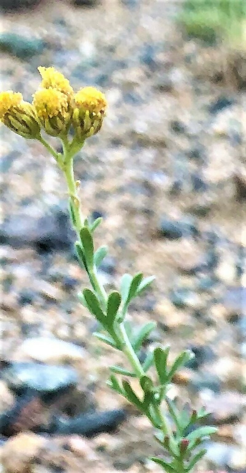 Brachanthemum mongolicum photo 5