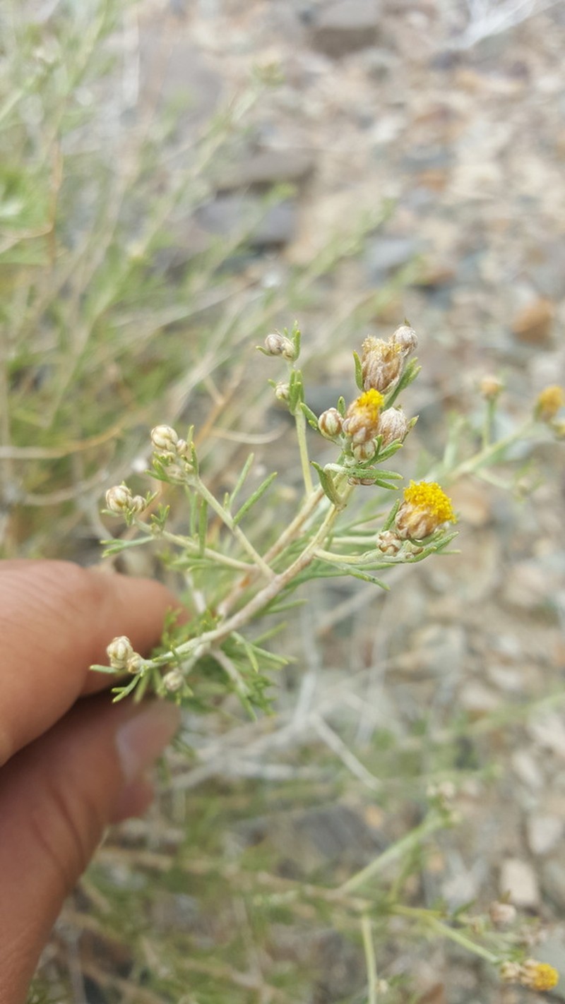 Brachanthemum mongolicum photo 6