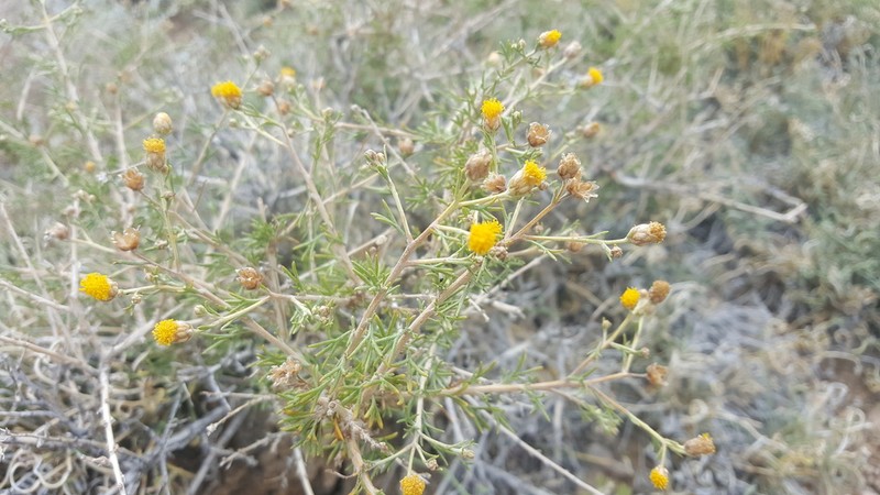 Brachanthemum mongolicum photo 7