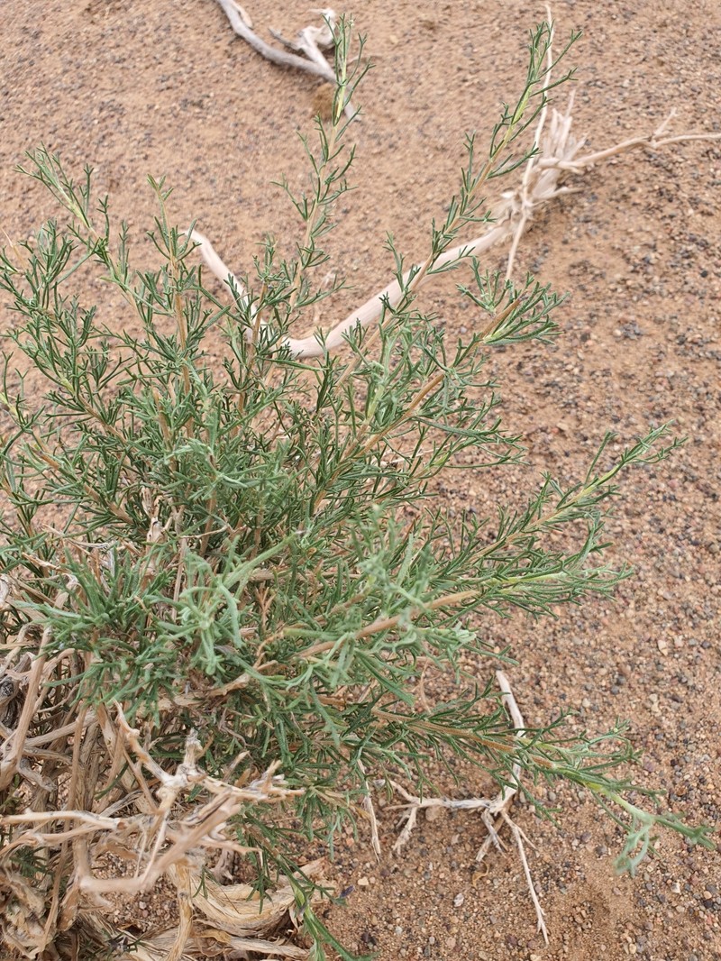 Brachanthemum mongolicum photo 8