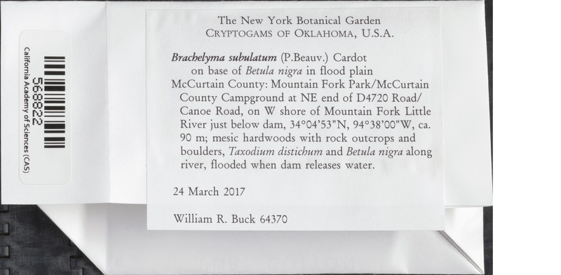 Brachelyma Moss