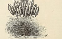 Brachiaria mollis