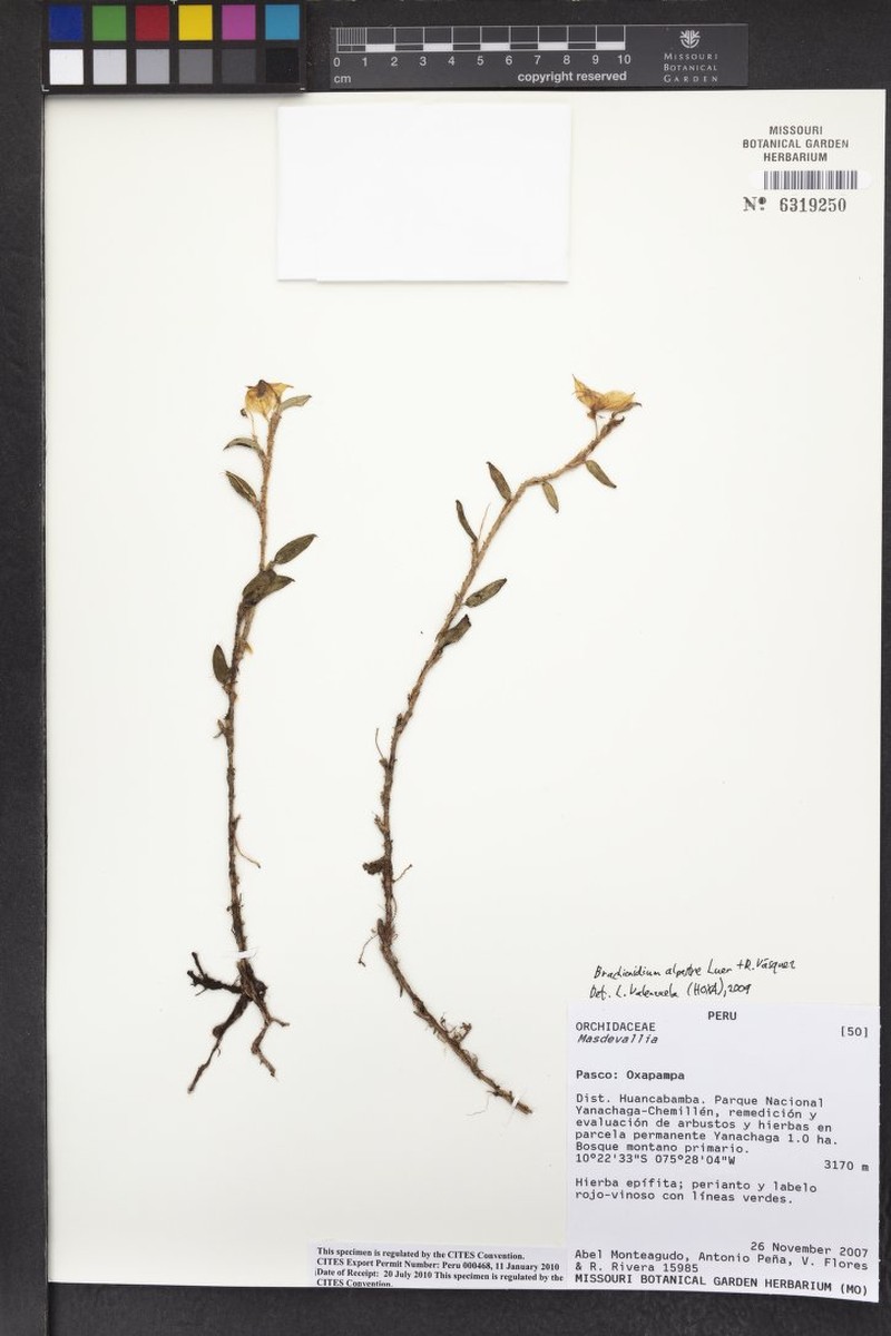 Brachionidium alpestre