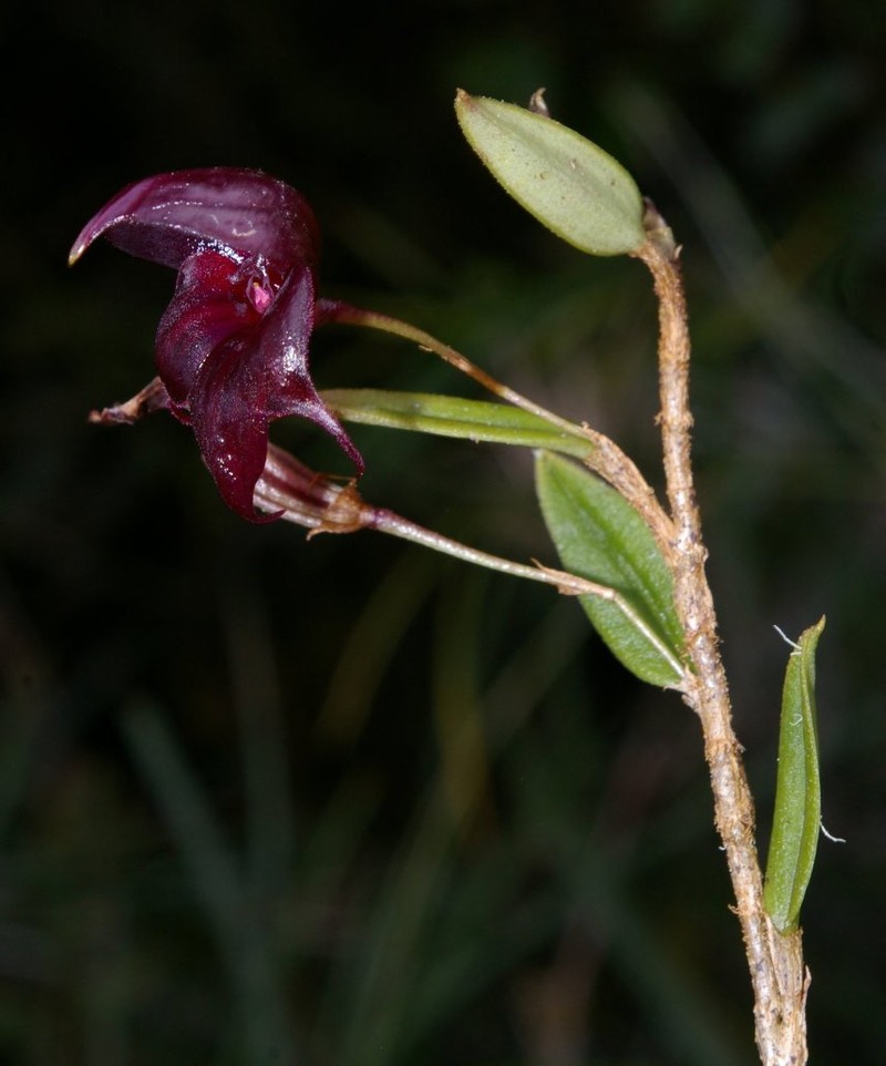 Brachionidium andreettae