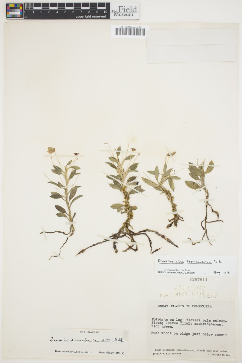 Brachionidium brevicaudatum