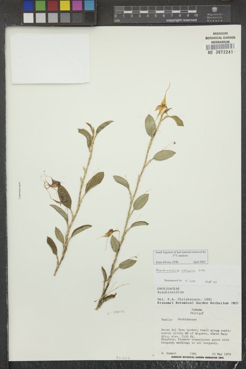 Brachionidium calypso